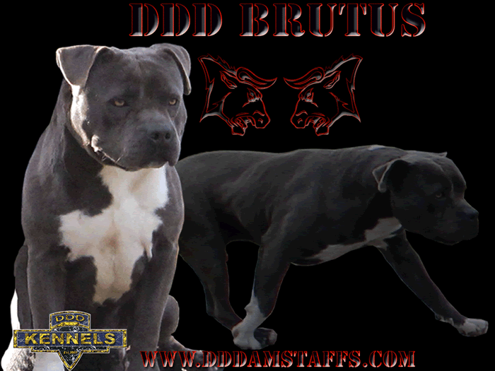 DDDawgs Brutus
